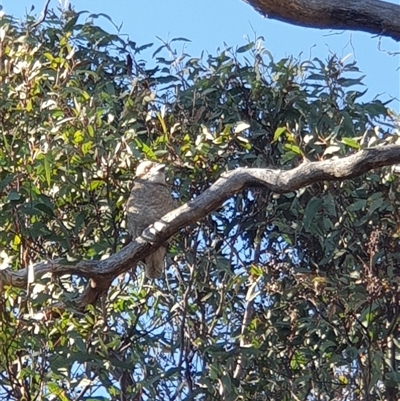 Dacelo novaeguineae (Laughing Kookaburra) at Ainslie, ACT - 10 Dec 2024 by Jeanette