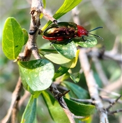 Chrysomelidae sp. (family) at Orangeville, NSW - 9 Dec 2024 by belleandjason