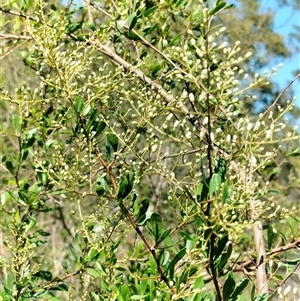 Bursaria spinosa at Orangeville, NSW - 10 Dec 2024 09:28 AM