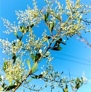 Bursaria spinosa at Orangeville, NSW - 10 Dec 2024