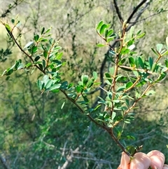 Bursaria spinosa at Orangeville, NSW - 10 Dec 2024 09:28 AM