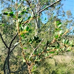 Bursaria spinosa at Orangeville, NSW - 10 Dec 2024 09:28 AM