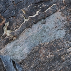 Acrodipsas myrmecophila at suppressed - suppressed