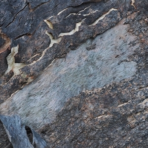 Acrodipsas myrmecophila at suppressed - suppressed