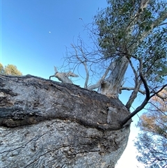 Acrodipsas myrmecophila at suppressed - suppressed