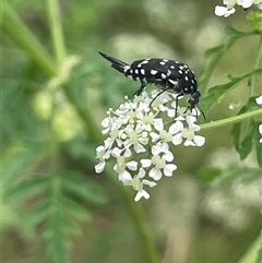 Mordella dumbrelli (Dumbrell's Pintail Beetle) at Bevendale, NSW - 9 Dec 2024 by JaneR