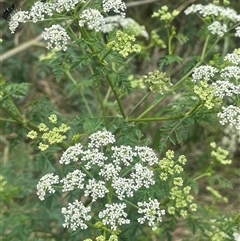 Conium maculatum (Hemlock) at Bevendale, NSW - 9 Dec 2024 by JaneR