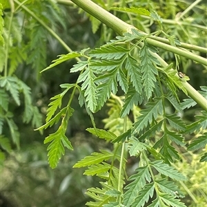 Conium maculatum at Bevendale, NSW - 9 Dec 2024