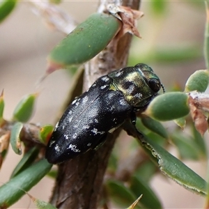 Diphucrania kohouti at Cook, ACT - 9 Dec 2024 08:51 AM