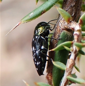 Diphucrania kohouti at Cook, ACT - 9 Dec 2024 08:51 AM