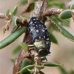 Diphucrania kohouti at Cook, ACT - 9 Dec 2024 08:51 AM