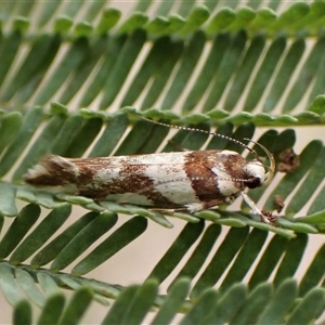 Macrobathra desmotoma at Cook, ACT - 9 Dec 2024 08:46 AM