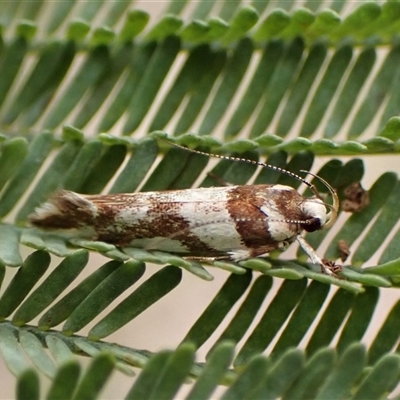 Macrobathra desmotoma ( A Cosmet moth) at Cook, ACT - 8 Dec 2024 by CathB