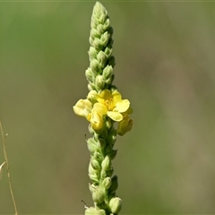 Verbascum thapsus subsp. thapsus (Great Mullein, Aaron's Rod) at Holt, ACT - 9 Dec 2024 by Thurstan