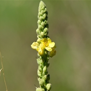 Verbascum thapsus subsp. thapsus at Holt, ACT - 10 Dec 2024