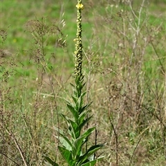 Verbascum thapsus subsp. thapsus at Holt, ACT - 10 Dec 2024 10:43 AM