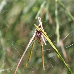Theridiidae (family) at Cook, ACT - 9 Dec 2024 by CathB