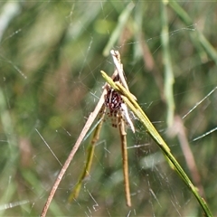 Theridiidae (family) at Cook, ACT - 8 Dec 2024 by CathB