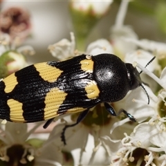 Castiarina australasiae (A jewel beetle) at Karabar, NSW - 9 Dec 2024 by DianneClarke