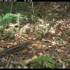 Bellatorias major (Land Mullet) at Lorne, NSW - 4 Dec 2024 by Butlinz