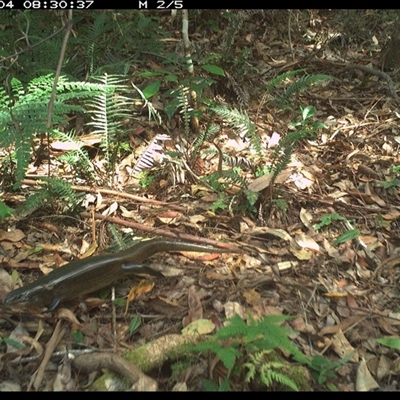 Bellatorias major (Land Mullet) at Lorne, NSW - 4 Dec 2024 by Butlinz