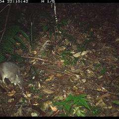 Unidentified Small Marsupial at Lorne, NSW - 4 Dec 2024 by Butlinz