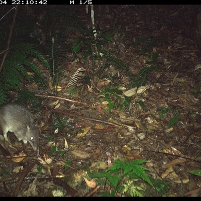 Perameles nasuta (Long-nosed Bandicoot) at Lorne, NSW - 4 Dec 2024 by Butlinz