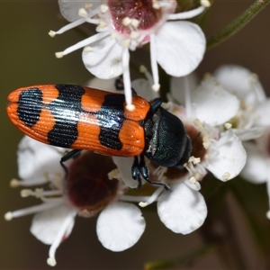 Castiarina crenata at Karabar, NSW - 9 Dec 2024