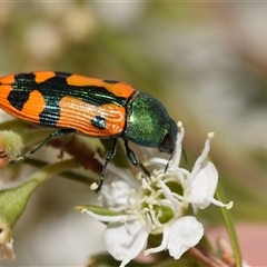 Castiarina scalaris (Scalaris jewel beetle) at Karabar, NSW - 9 Dec 2024 by DianneClarke