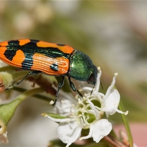 Castiarina hilaris at Karabar, NSW by DianneClarke