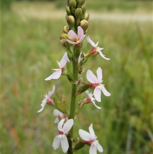 Stylidium graminifolium at Black Rock, VIC - 6 Dec 2016 10:02 AM