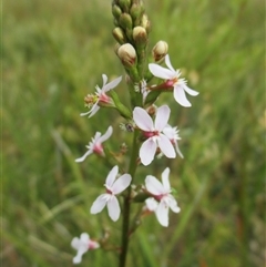 Stylidium graminifolium at Black Rock, VIC - 6 Dec 2016 10:02 AM