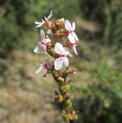 Stylidium graminifolium at Sandringham, VIC - 10 Dec 2016 12:20 PM