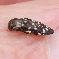 Diphucrania sp. (genus) (Jewel Beetle) at Gundaroo, NSW - 8 Dec 2024 by ConBoekel