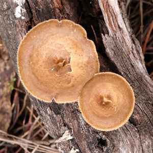 Lentinus arcularius at Gundaroo, NSW - 8 Dec 2024