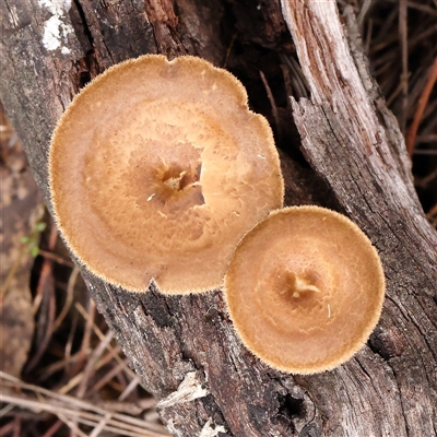 Lentinus arcularius (Fringed Polypore) at Gundaroo, NSW - 7 Dec 2024 by ConBoekel