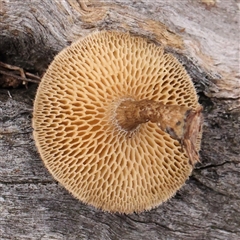 Lentinus arcularius at Gundaroo, NSW - 8 Dec 2024 07:57 AM