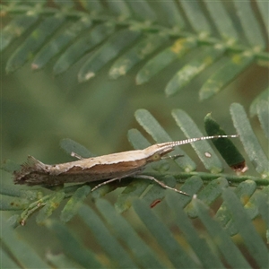 Plutella xylostella (Diamondback Moth) at Gundaroo, NSW by ConBoekel