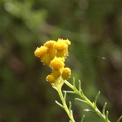 Chrysocephalum semipapposum (Clustered Everlasting) at Gundaroo, NSW - 7 Dec 2024 by ConBoekel