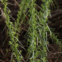 Chrysocephalum semipapposum at Gundaroo, NSW - 8 Dec 2024 07:53 AM