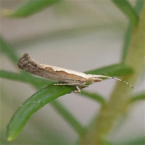 Plutella xylostella at Gundaroo, NSW - 8 Dec 2024