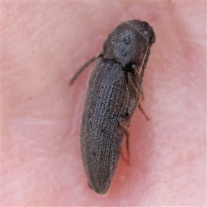 Unidentified Beetle (Coleoptera) at Gundaroo, NSW by ConBoekel