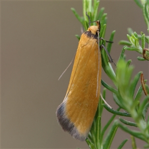 Telocharacta metachroa at Gundaroo, NSW by ConBoekel