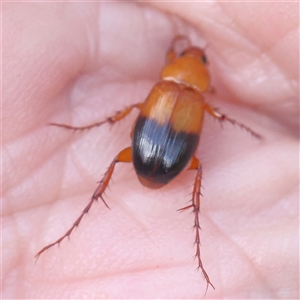 Phyllotocus macleayi (Nectar scarab) at Gundaroo, NSW by ConBoekel