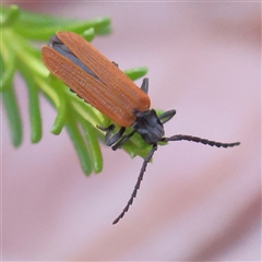 Porrostoma rhipidium (Long-nosed Lycid (Net-winged) beetle) at Gundaroo, NSW - 7 Dec 2024 by ConBoekel