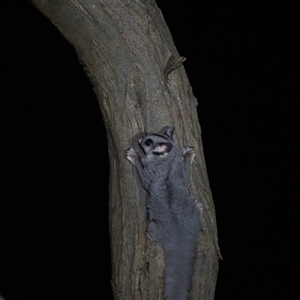 Petaurus notatus at Acton, ACT - suppressed