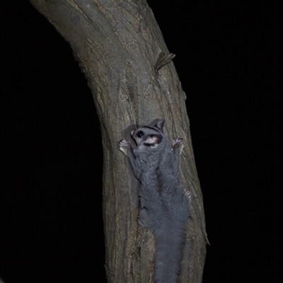 Petaurus notatus (Krefft’s Glider, formerly Sugar Glider) at Acton, ACT - 9 Dec 2024 by LeahColebrook