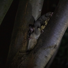 Petaurus notatus at Acton, ACT - suppressed