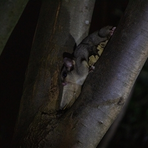 Petaurus notatus at Acton, ACT - suppressed