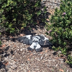 Gymnorhina tibicen (Australian Magpie) at Wright, ACT by Rebeccajgee